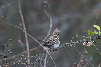 Rustic Bunting 中津川 Sun, 12/4/2022