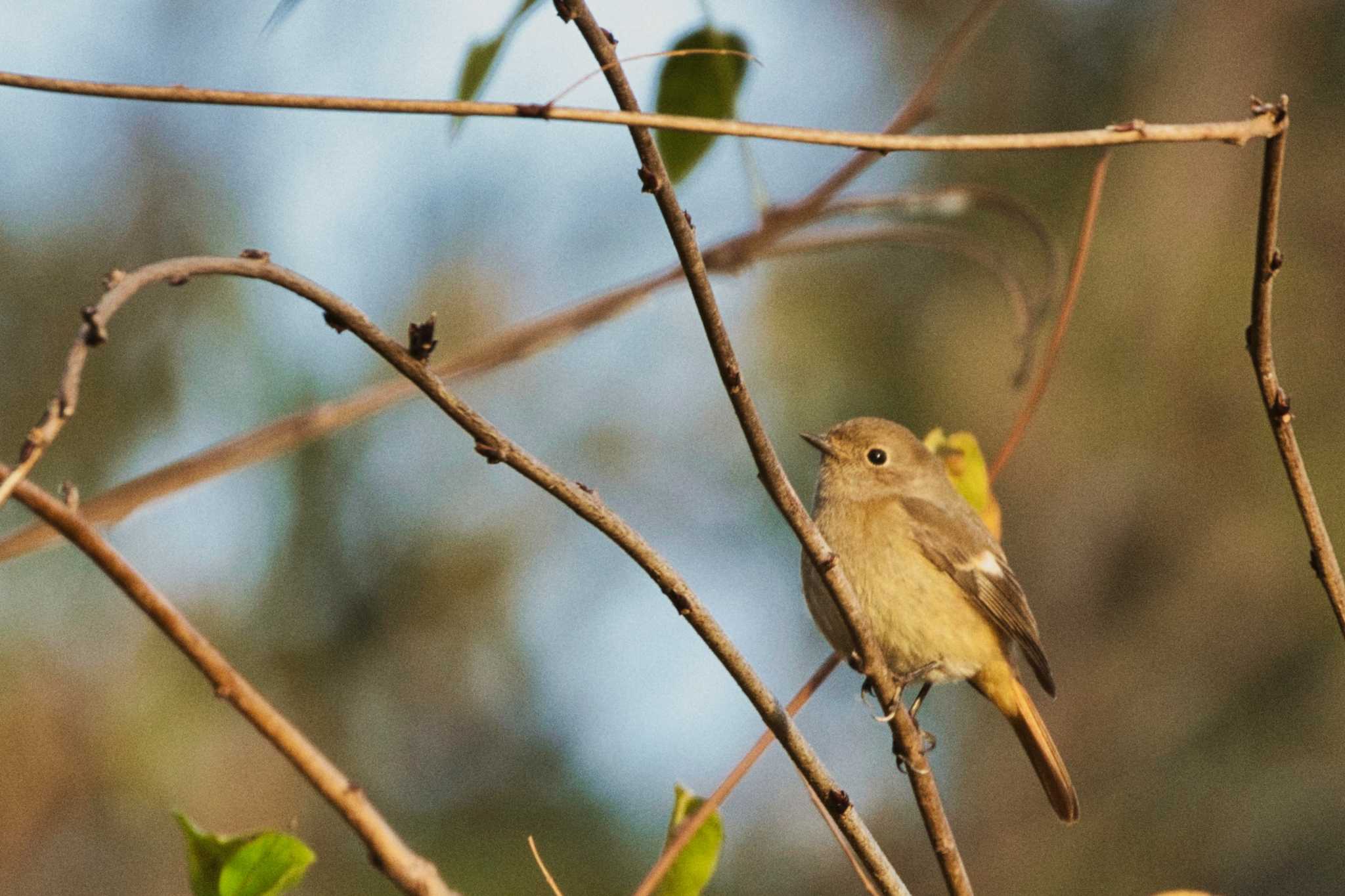 Daurian Redstart