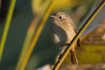 Daurian Redstart 犬山城 Mon, 12/5/2022