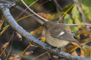 Daurian Redstart 犬山城 Mon, 12/5/2022