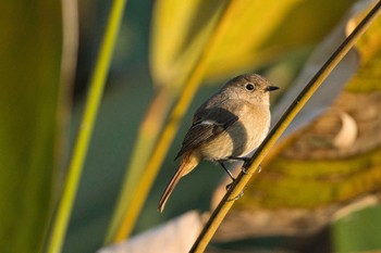 Daurian Redstart 犬山城 Mon, 12/5/2022