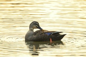 Eastern Spot-billed Duck 四季の森公園(横浜市緑区) Wed, 12/7/2022