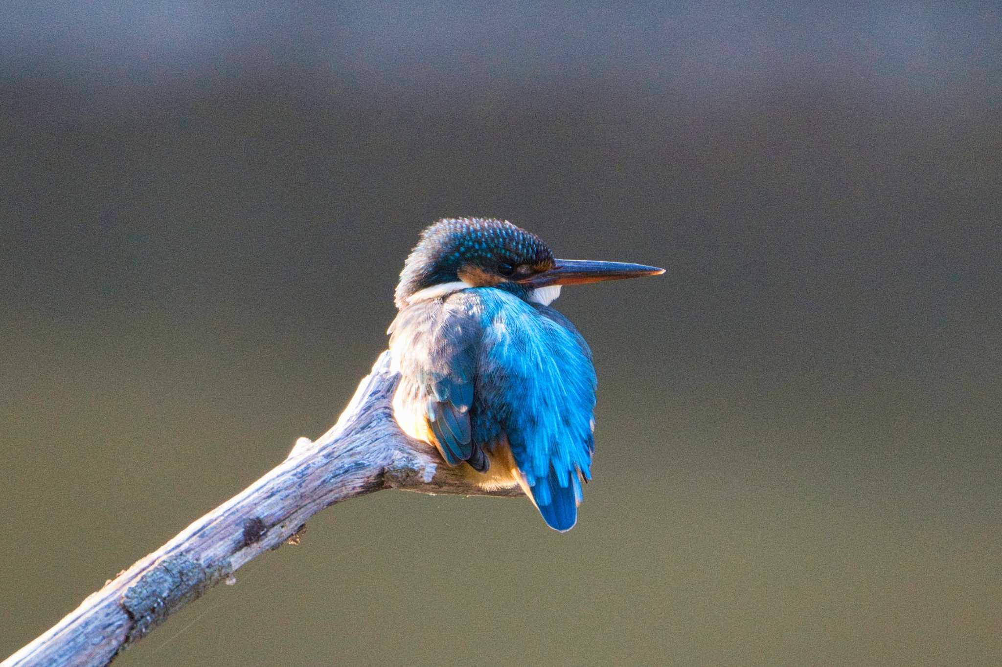 Photo of Common Kingfisher at 四季の森公園(横浜市緑区) by jyara520