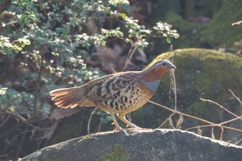 Chinese Bamboo Partridge 四季の森公園(横浜市緑区) Wed, 12/7/2022