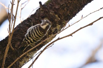 Japanese Pygmy Woodpecker 四季の森公園(横浜市緑区) Wed, 12/7/2022