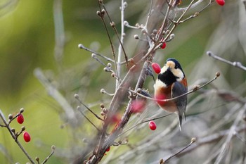 Varied Tit 四季の森公園(横浜市緑区) Wed, 12/7/2022