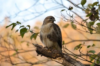 2022年12月7日(水) 四季の森公園(横浜市緑区)の野鳥観察記録