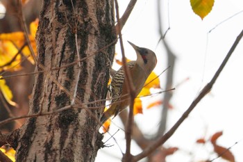 2022年12月10日(土) 寺家ふるさと村の野鳥観察記録