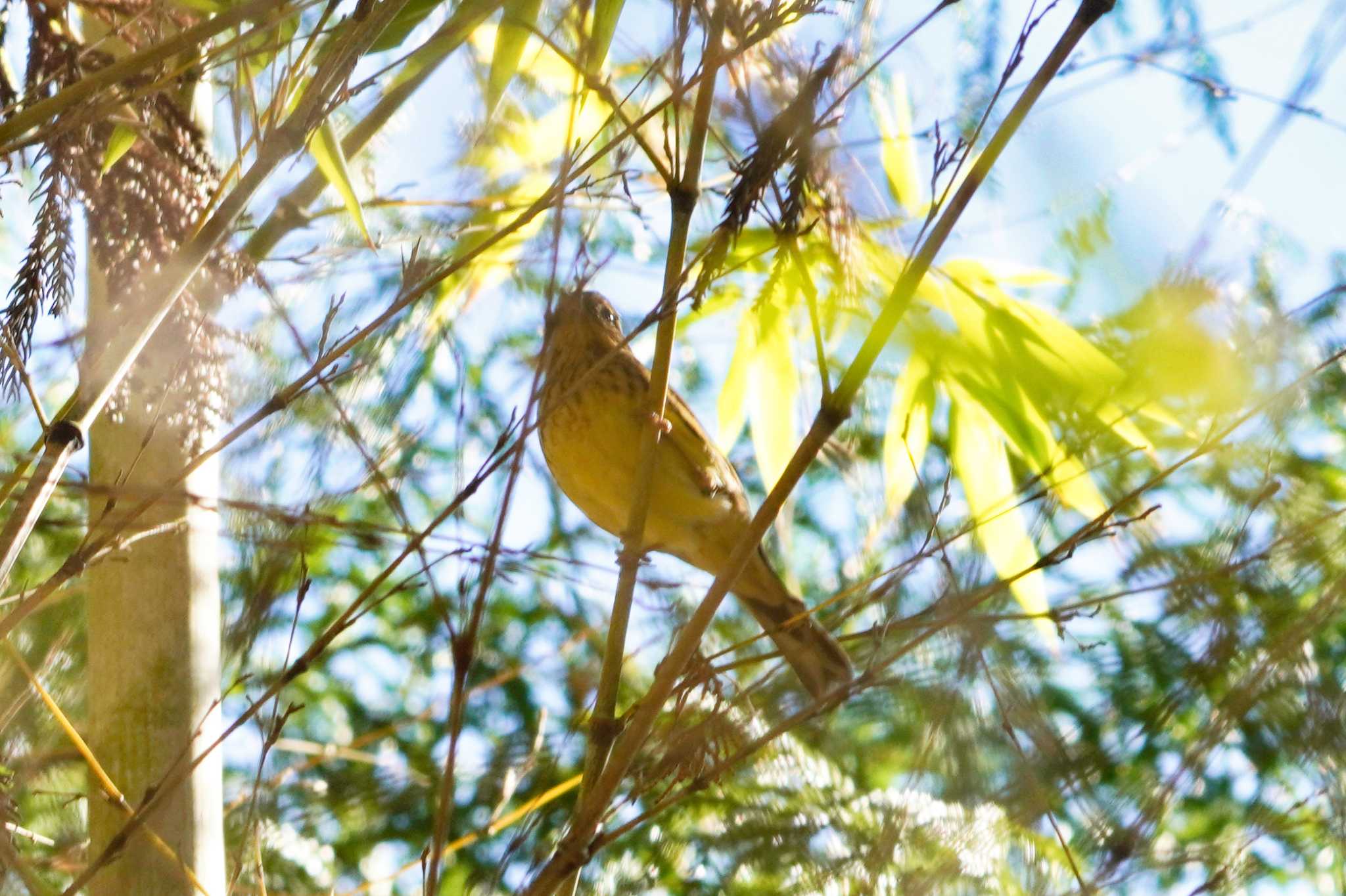 アカハラ