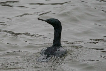 Thu, 3/8/2018 Birding report at Choshi Fishing Port