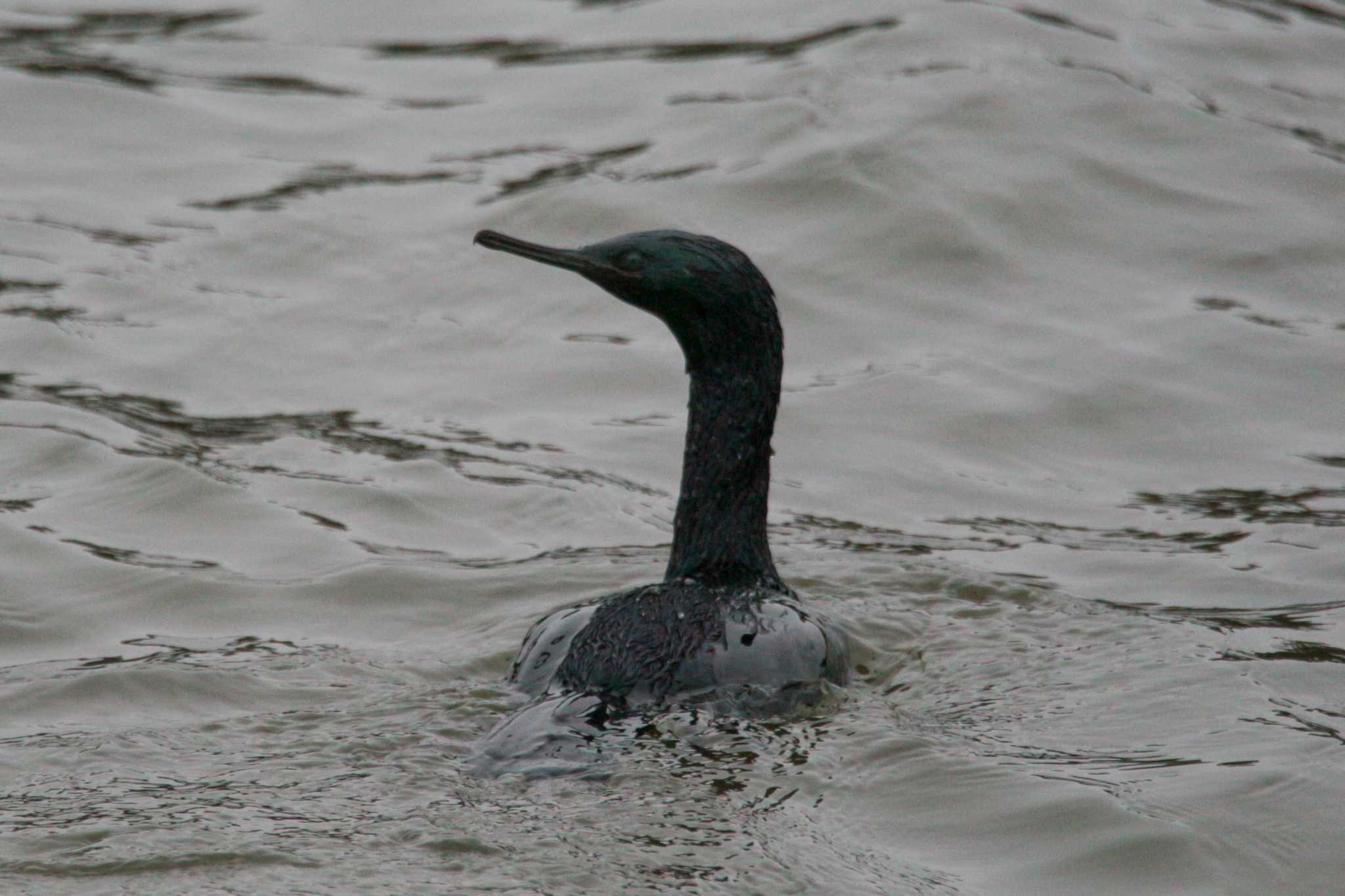 Pelagic Cormorant