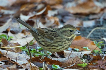 Wed, 12/14/2022 Birding report at 寺家ふるさと村