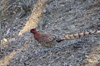 2022年10月8日(土) 二ツ山林道の野鳥観察記録