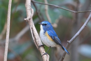 Red-flanked Bluetail Unknown Spots Sat, 3/10/2018