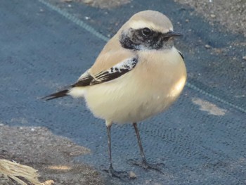 2022年12月15日(木) 藤沢の野鳥観察記録