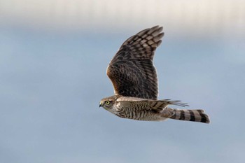 Eurasian Sparrowhawk Unknown Spots Tue, 12/13/2022