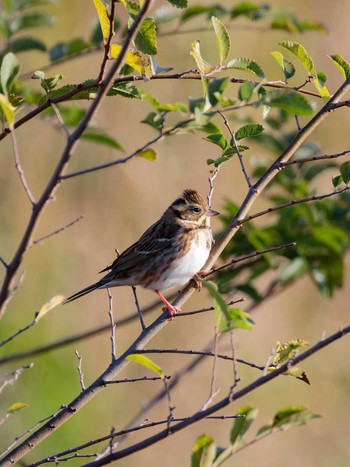 Rustic Bunting Unknown Spots Mon, 12/12/2022