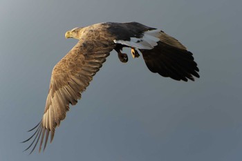 White-tailed Eagle 風連湖(走古丹) Sun, 12/4/2022