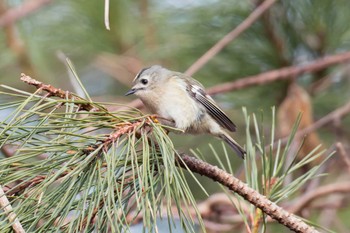 Goldcrest Miyagi Kenminnomori Thu, 12/15/2022