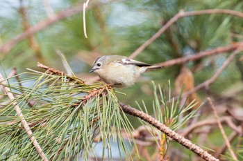 Goldcrest Miyagi Kenminnomori Thu, 12/15/2022