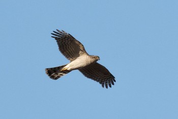 Eurasian Sparrowhawk 埼玉県見沼たんぼ Thu, 12/15/2022