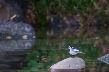 ハクセキレイ 檜町公園(東京ミッドタウン) 2022年12月14日(水)