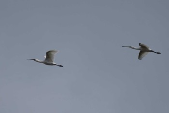 Eurasian Spoonbill 斐伊川河口 Thu, 12/15/2022