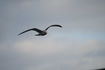 Black-tailed Gull 恵曇漁港 Thu, 12/15/2022