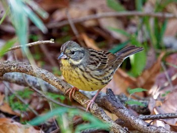 Masked Bunting 横浜市立金沢自然公園 Thu, 12/15/2022