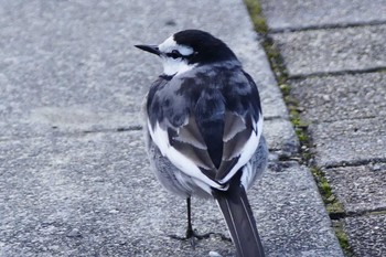 White Wagtail 東京都 Thu, 12/15/2022