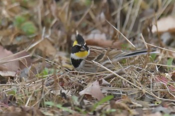 2018年3月10日(土) 滋賀県甲賀市甲南町創造の森の野鳥観察記録