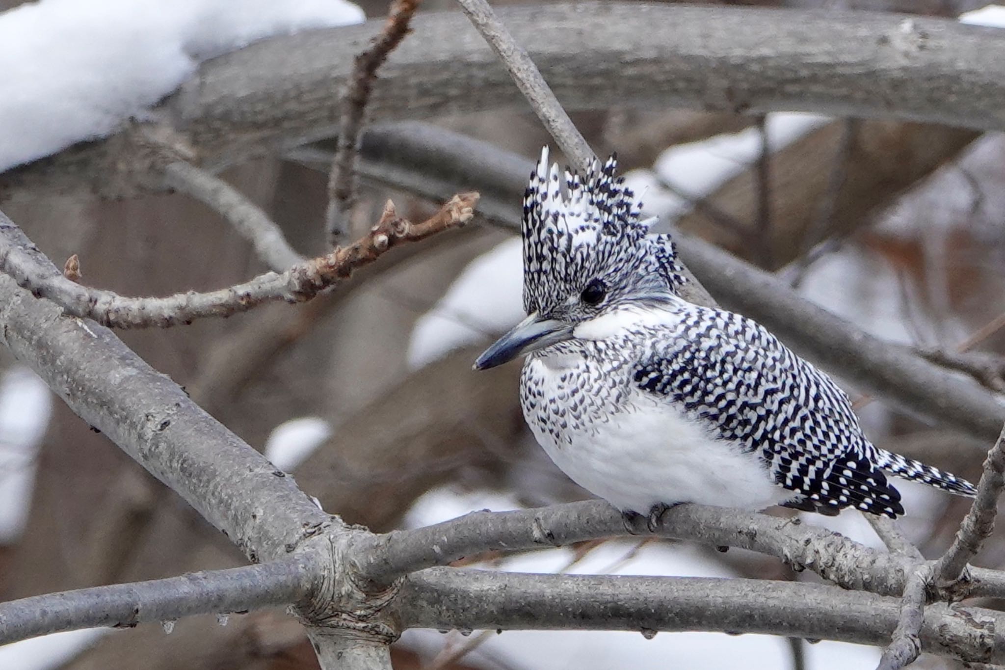 Photo of Crested Kingfisher at Makomanai Park by ひじり