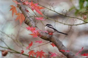 エナガ 檜町公園(東京ミッドタウン) 2022年12月15日(木)