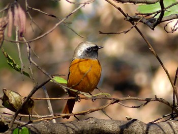 2022年12月15日(木) 智光山公園の野鳥観察記録