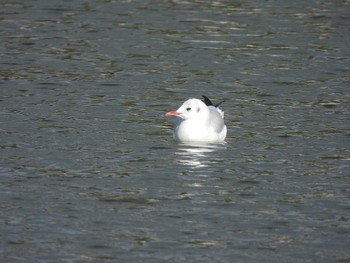 ユリカモメ 公園 2022年12月15日(木)