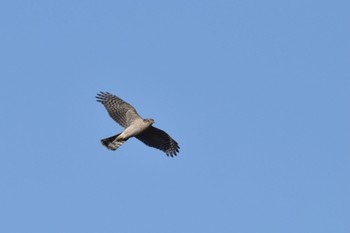 Eurasian Sparrowhawk 芝川第一調節池(芝川貯水池) Thu, 12/15/2022