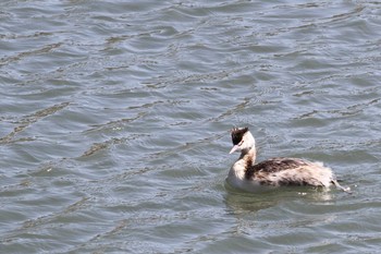 2018年3月10日(土) 五主海岸の野鳥観察記録