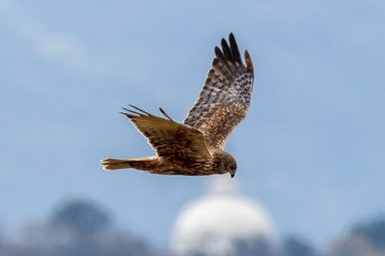 Eastern Marsh Harrier 響灘ビオトープ Thu, 12/15/2022