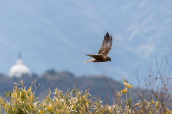 Eastern Marsh Harrier 響灘ビオトープ Thu, 12/15/2022