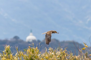 Eastern Marsh Harrier 響灘ビオトープ Thu, 12/15/2022