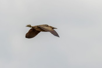 Eurasian Bittern 響灘ビオトープ Thu, 12/15/2022