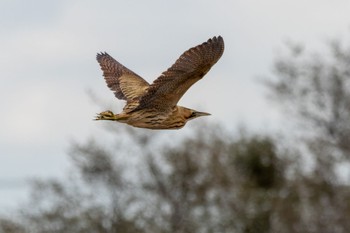 Eurasian Bittern 響灘ビオトープ Thu, 12/15/2022