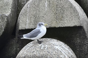 ミツユビカモメ 石川県珠洲市 撮影日未設定