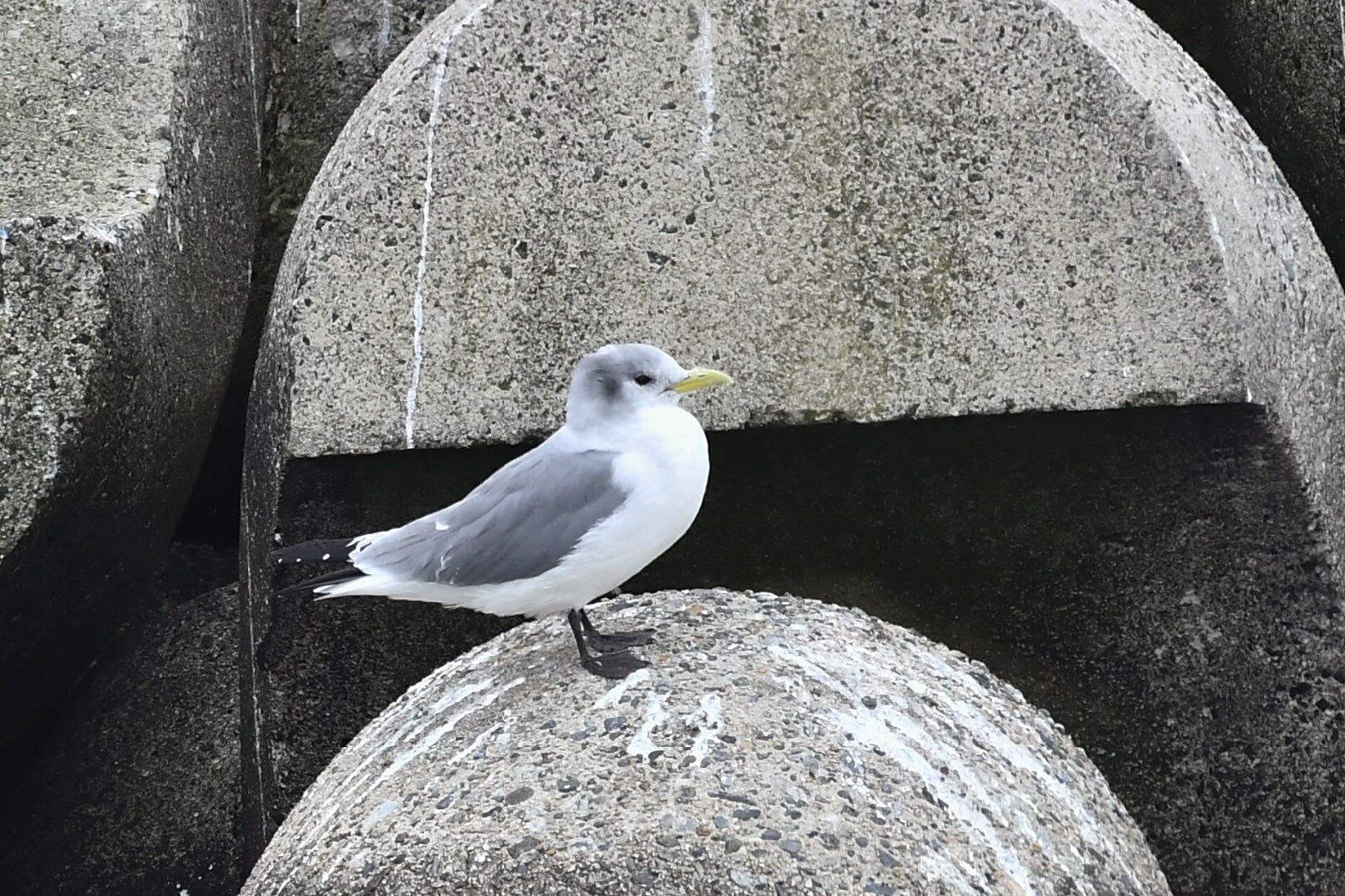 石川県珠洲市 ミツユビカモメの写真 by 倶利伽羅