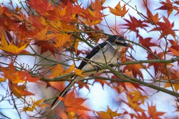 Ryukyu Minivet Meiji Jingu(Meiji Shrine) Wed, 12/14/2022