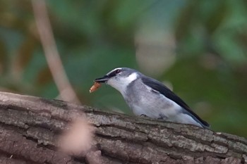 Ryukyu Minivet Meiji Jingu(Meiji Shrine) Wed, 12/14/2022