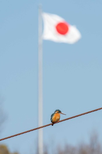 Common Kingfisher Akashi Park Fri, 3/2/2018