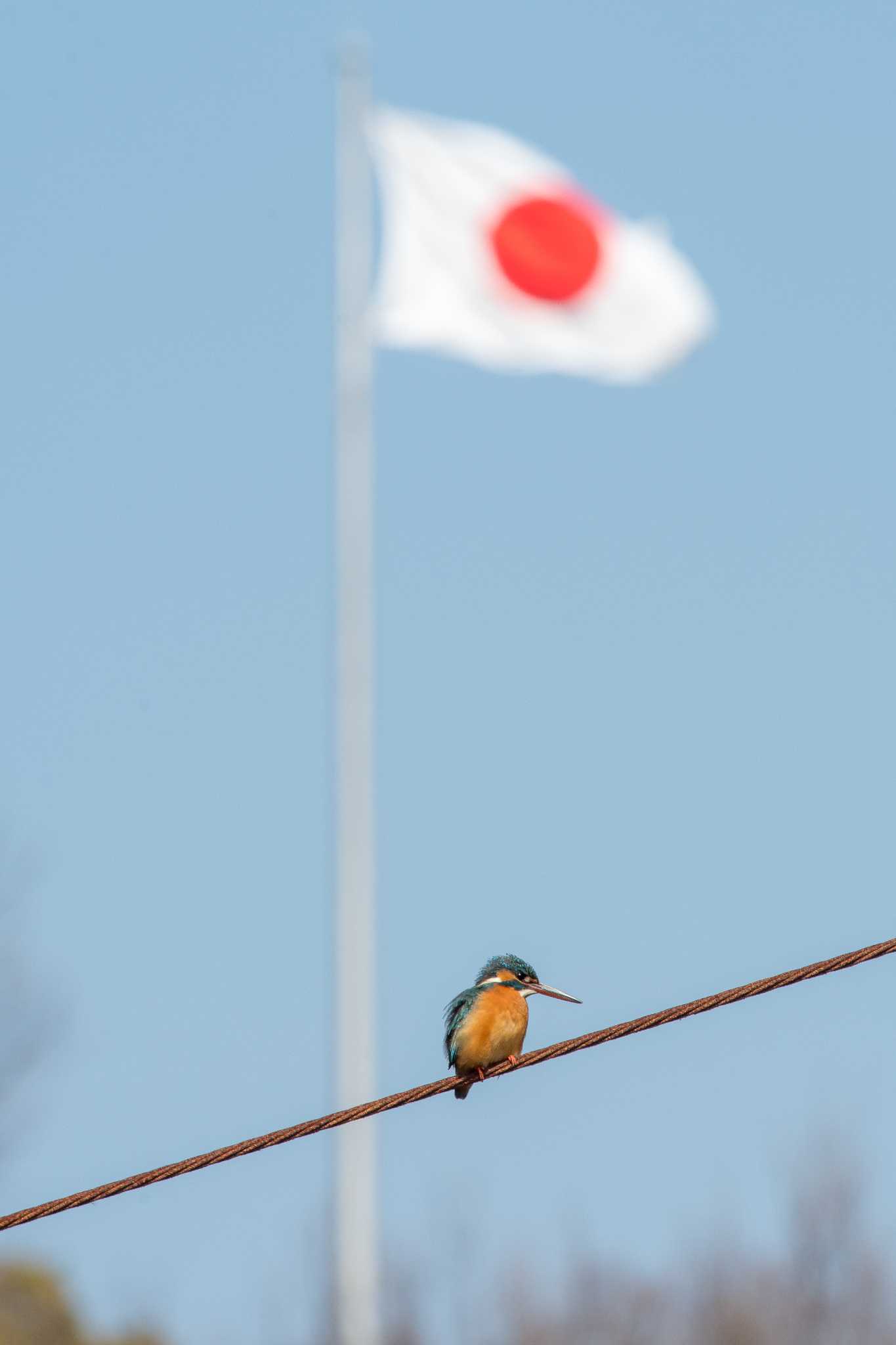 明石公園 カワセミの写真 by ときのたまお