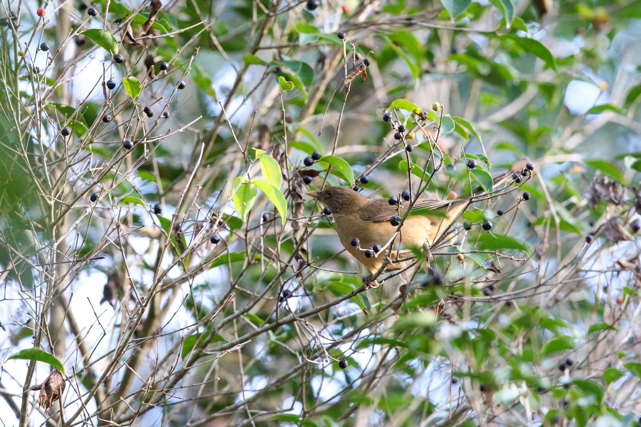 Photo of Clay-colored Thrush at Coba Ruins by Trio