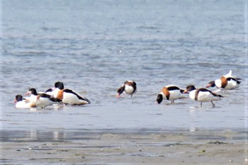 2022年12月15日(木) 和白干潟の野鳥観察記録